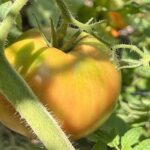 Mistimed Harvests: Seven Garden Vegetables Often Picked Too Early or Too Late Mistimed Harvests: Seven Garden Vegetables Often Picked Too Early or Too Late