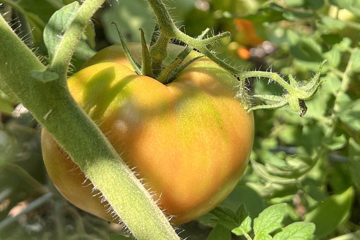 Mistimed Harvests: Seven Garden Vegetables Often Picked Too Early or Too Late