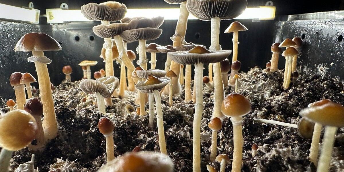Psilocybin Therapy Achieves Remission in Veterans with PTSD, Study Finds Psilocybin Therapy Achieves Remission in Veterans with PTSD, Study Finds