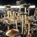 Psilocybin Therapy Achieves Remission in Veterans with PTSD, Study Finds Psilocybin Therapy Achieves Remission in Veterans with PTSD, Study Finds