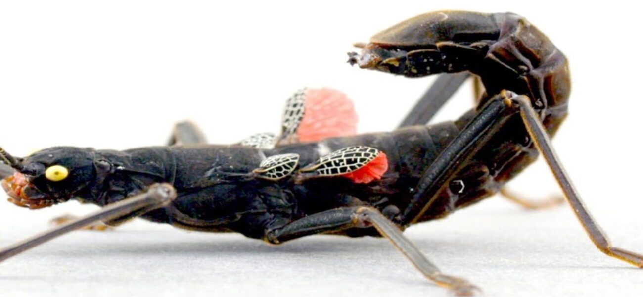 Peru’s Stick Insect: Unveiling Global Eco-Political Crisis Peru’s Stick Insect: Unveiling Global Eco-Political Crisis