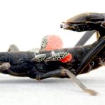 Peru’s Stick Insect: Unveiling Global Eco-Political Crisis