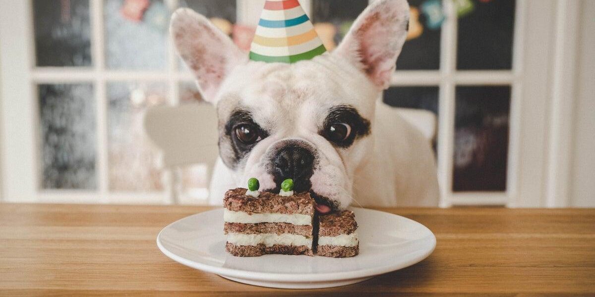 Expert Debunks Myth: Calculating Pet Age in Human Years