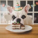 Expert Debunks Myth: Calculating Pet Age in Human Years Expert Debunks Myth: Calculating Pet Age in Human Years