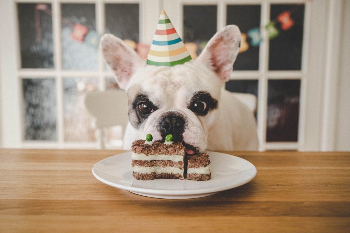 Expert Debunks Myth: Calculating Pet Age in Human Years Expert Debunks Myth: Calculating Pet Age in Human Years