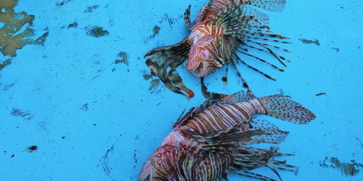 Invasive Species Surge in Mediterranean: A Northern Migration