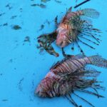 Invasive Species Surge in Mediterranean: A Northern Migration Invasive Species Surge in Mediterranean: A Northern Migration