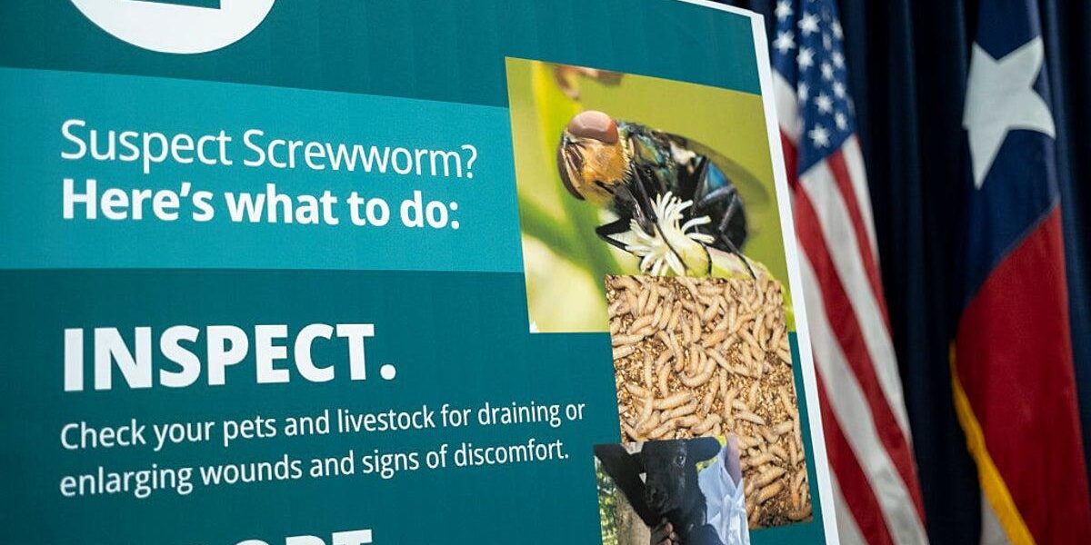 Urgent Measures Needed to Protect Livestock from Screwworm Resurgence Urgent Measures Needed to Protect Livestock from Screwworm Resurgence