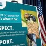 Urgent Measures Needed to Protect Livestock from Screwworm Resurgence Urgent Measures Needed to Protect Livestock from Screwworm Resurgence
