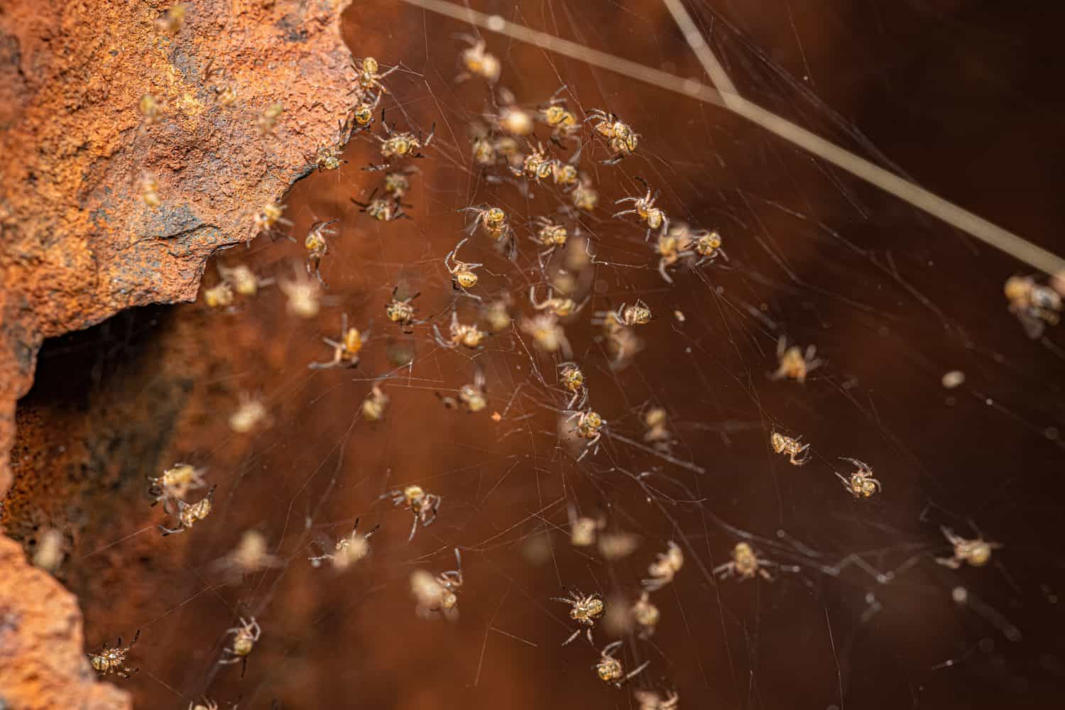 Web of Cooperation: Anomaly or Aspiration in the Halls of Power?