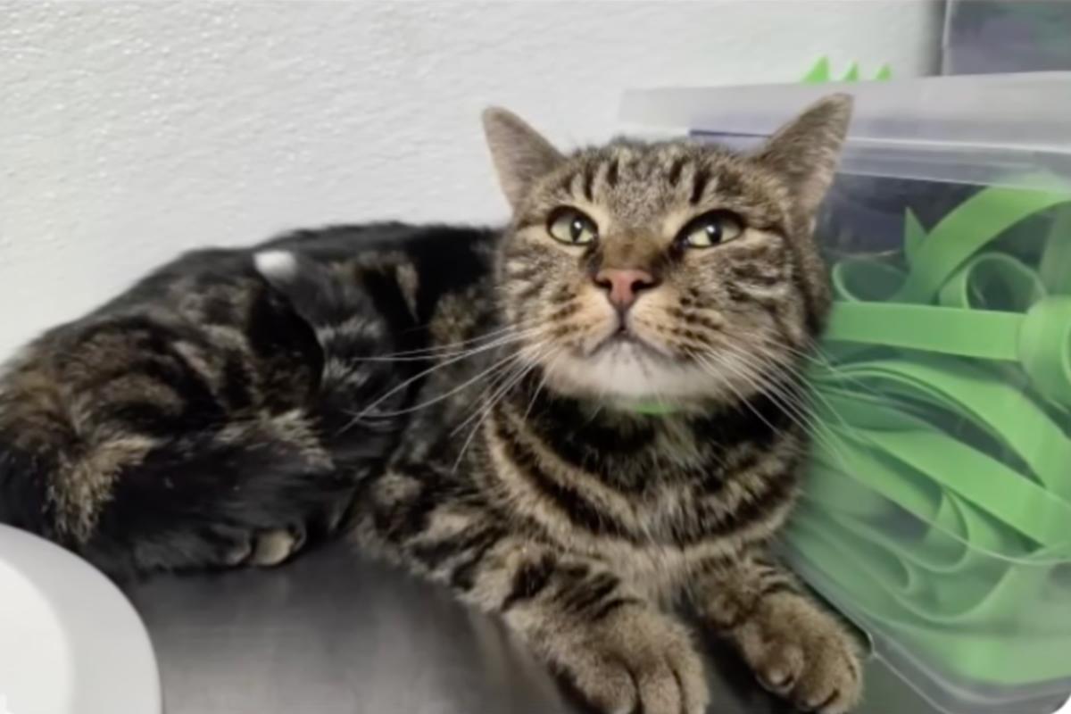 Fridge the Cat: Home After 40-Day Colorado National Park Ordeal Fridge the Cat: Home After 40-Day Colorado National Park Ordeal