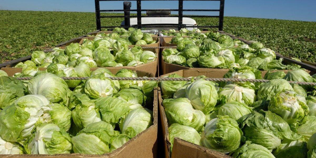 Cyclosporiasis Outbreak: Local Farmers Benefit as Shoppers Shun Pre-packed Produce Cyclosporiasis Outbreak: Local Farmers Benefit as Shoppers Shun Pre-packed Produce