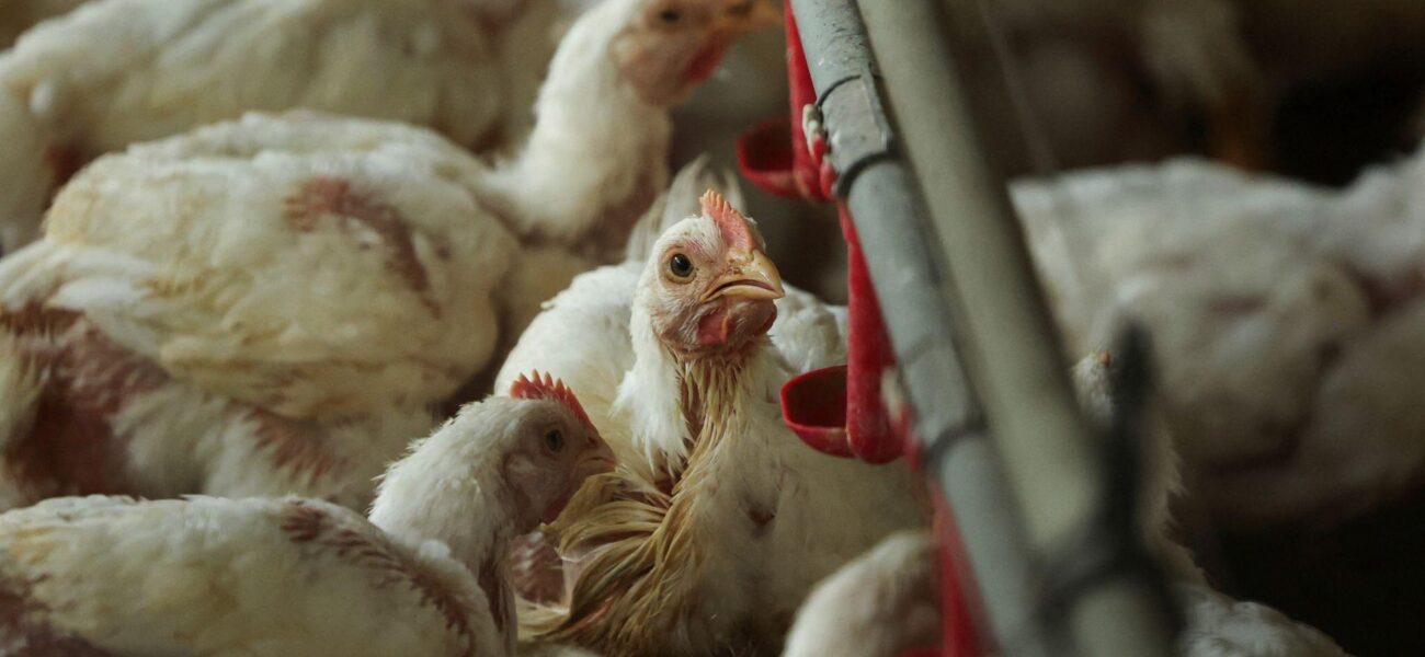 Study Reveals Poultry Farming Drives 100-Fold Increase in Food-Poisoning Bacteria Study Reveals Poultry Farming Drives 100-Fold Increase in Food-Poisoning Bacteria