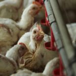 Study Reveals Poultry Farming Drives 100-Fold Increase in Food-Poisoning Bacteria Study Reveals Poultry Farming Drives 100-Fold Increase in Food-Poisoning Bacteria