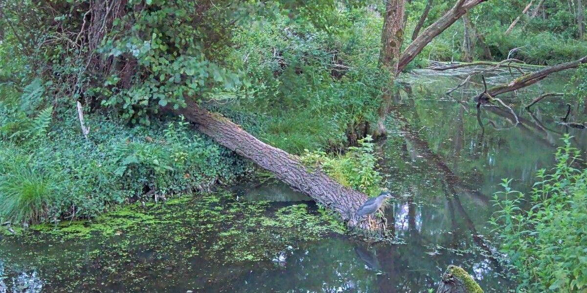 Rare Heron Sighting at Somerset National Trust Site Captures Attention Rare Heron Sighting at Somerset National Trust Site Captures Attention