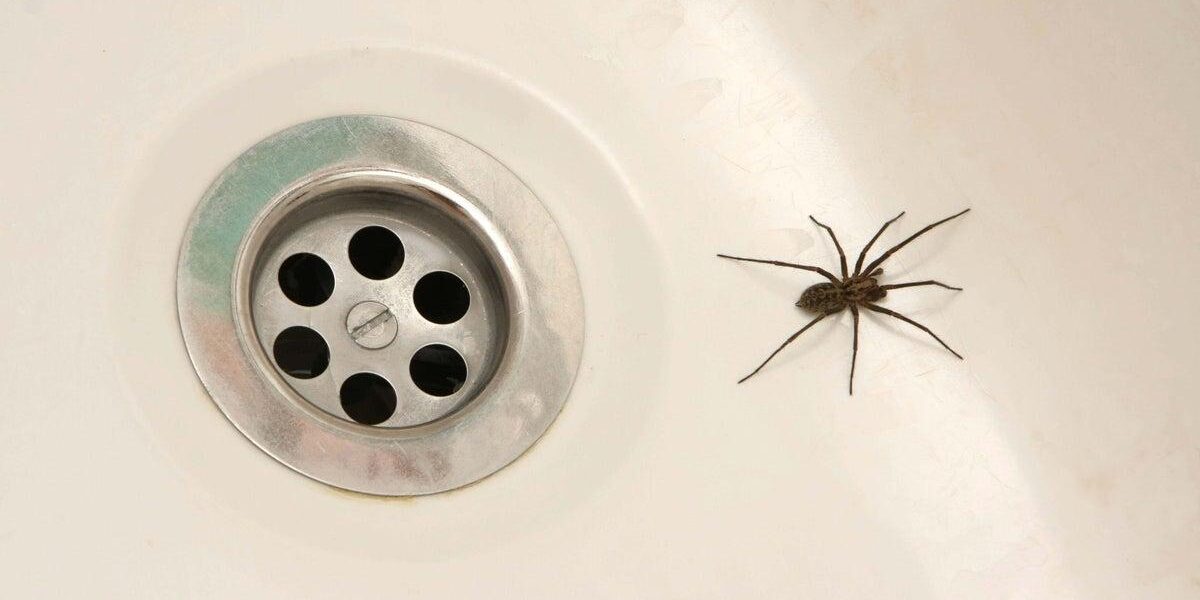 Effective Strategies for Eliminating Spiders and Flies from Your Home Effective Strategies for Eliminating Spiders and Flies from Your Home