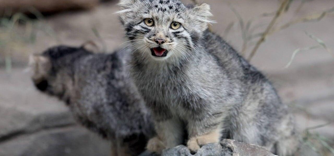 World’s ‘Grumpiest’ Pallas Kittens Debut at Japan Zoo World’s ‘Grumpiest’ Pallas Kittens Debut at Japan Zoo