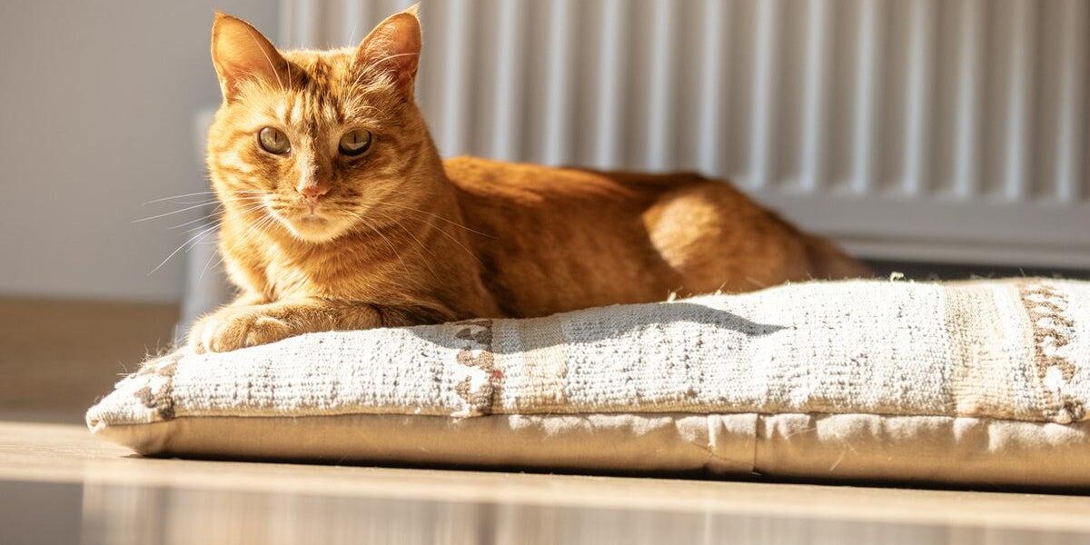 Study Reveals Simple Method to Extend Your Cat’s Lifespan Study Reveals Simple Method to Extend Your Cat’s Lifespan