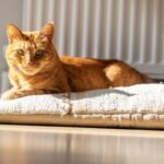 Study Reveals Simple Method to Extend Your Cat’s Lifespan