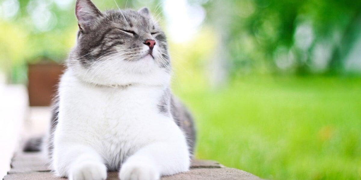 Scientific Indicators to Determine if Your Cat Loves You