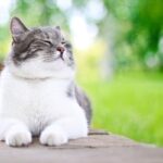 Scientific Indicators to Determine if Your Cat Loves You Scientific Indicators to Determine if Your Cat Loves You