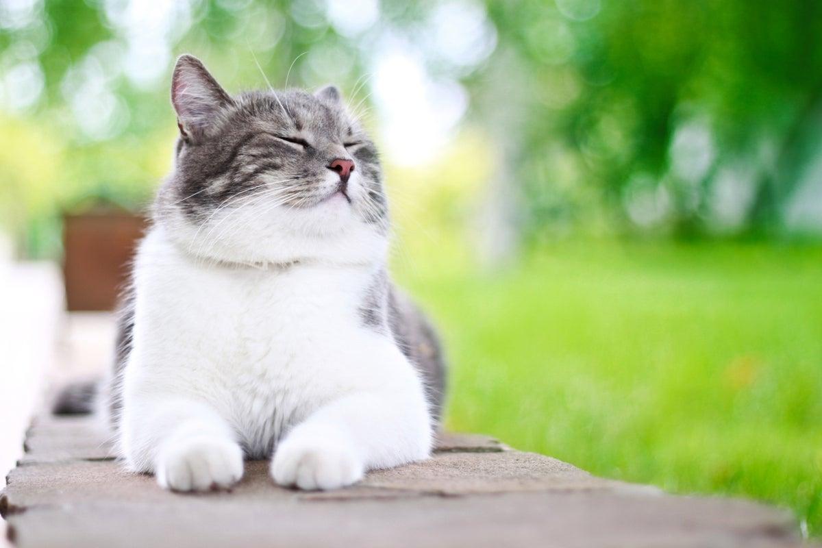 Scientific Indicators to Determine if Your Cat Loves You