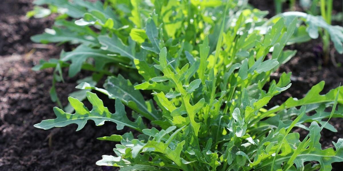 UK Gardeners Discover Four Vegetables That Thrive with Minimal Watering UK Gardeners Discover Four Vegetables That Thrive with Minimal Watering