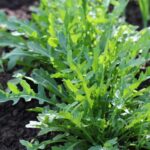 UK Gardeners Discover Four Vegetables That Thrive with Minimal Watering UK Gardeners Discover Four Vegetables That Thrive with Minimal Watering