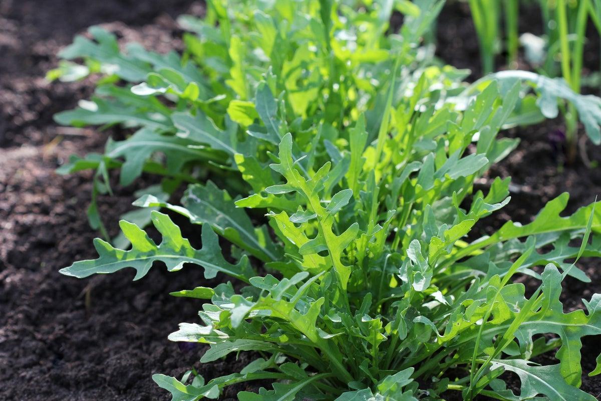 UK Gardeners Discover Four Vegetables That Thrive with Minimal Watering