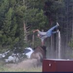 Yellowstone’s Wild Embrace: Bison Incident Reignites Debate on Untamed American Frontier Yellowstone’s Wild Embrace: Bison Incident Reignites Debate on Untamed American Frontier