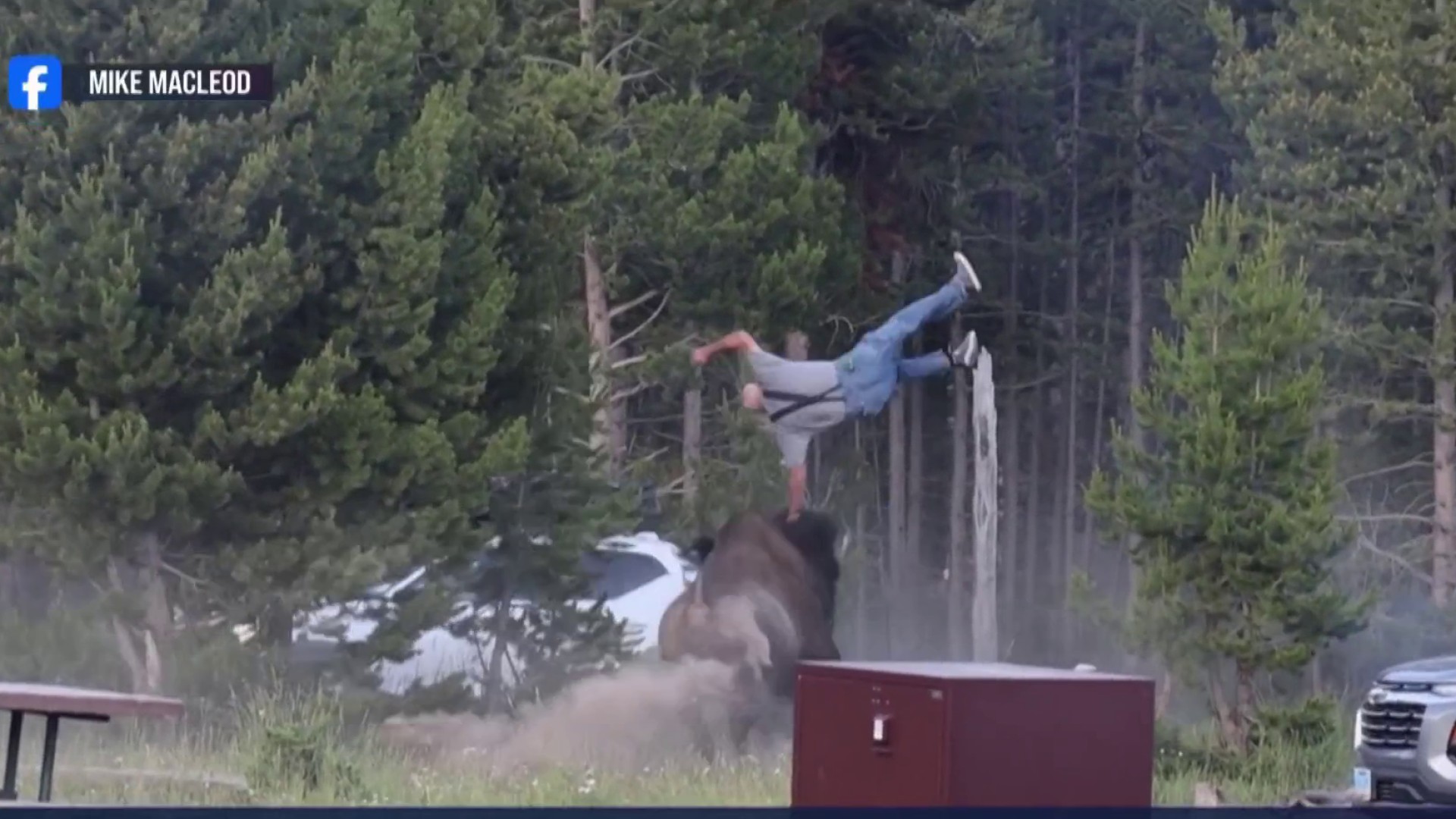 Yellowstone’s Wild Embrace: Bison Incident Reignites Debate on Untamed American Frontier Yellowstone’s Wild Embrace: Bison Incident Reignites Debate on Untamed American Frontier