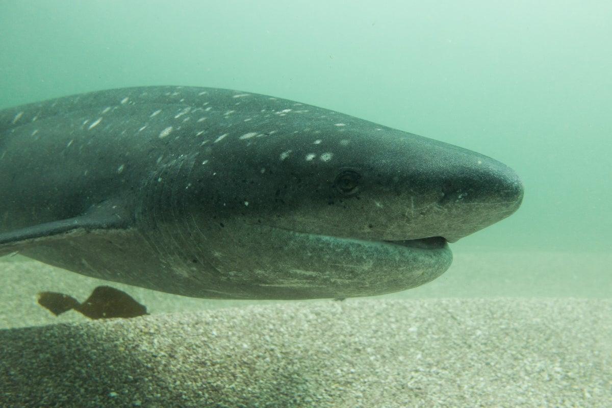 Scuba Diver Attacked by Shark off Tasmania’s Adventure Bay Scuba Diver Attacked by Shark off Tasmania’s Adventure Bay