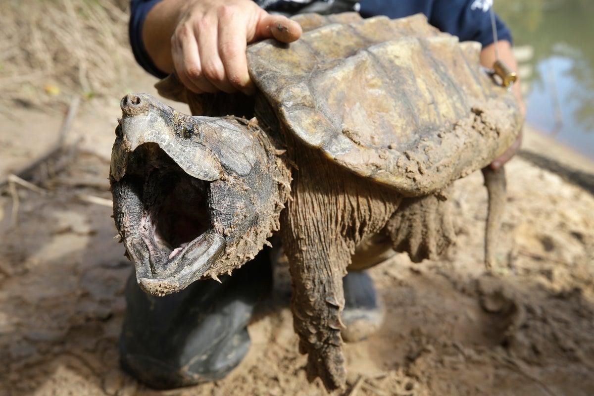 US Terminates Automatic Protections for Endangered Species Amid Extinction Fears US Terminates Automatic Protections for Endangered Species Amid Extinction Fears