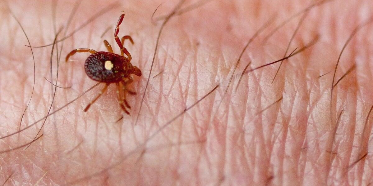 Researchers Discover Tick Carrying Rare and Deadly Bourbon Virus Researchers Discover Tick Carrying Rare and Deadly Bourbon Virus