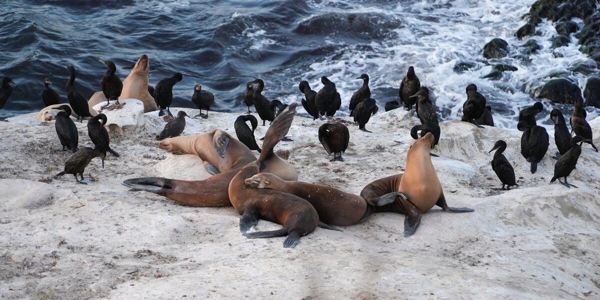 Federal Investigation Launched After Video Shows Sea Lion Assault at California Beach Federal Investigation Launched After Video Shows Sea Lion Assault at California Beach