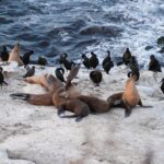 Federal Investigation Launched After Video Shows Sea Lion Assault at California Beach Federal Investigation Launched After Video Shows Sea Lion Assault at California Beach