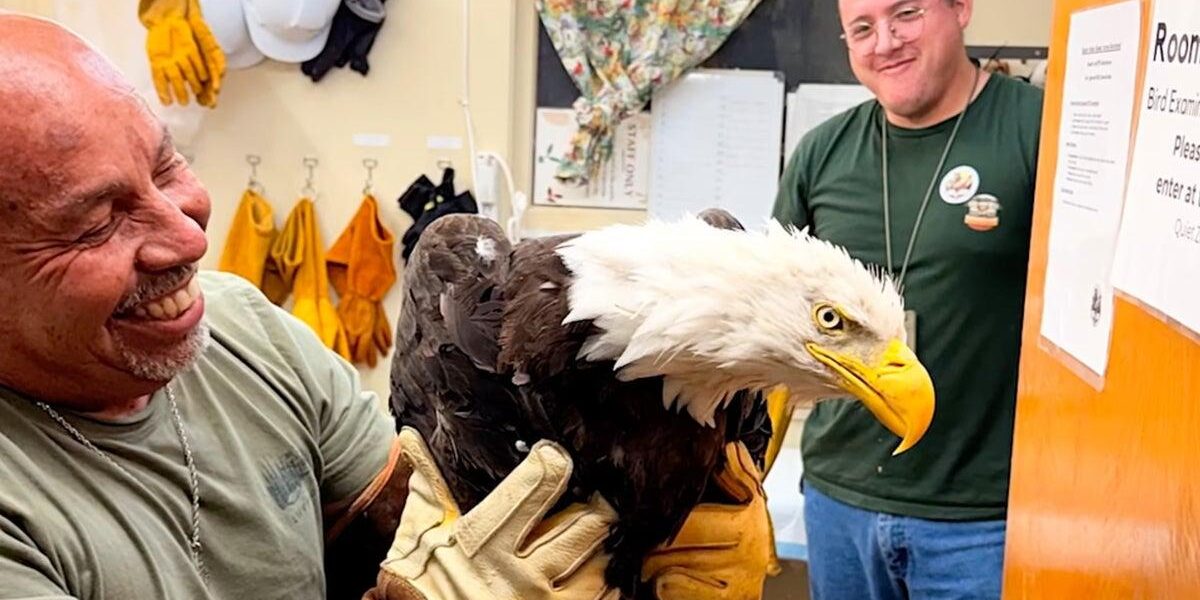 Injured Bald Eagle Believed to Be Internet Star Rescued in California Injured Bald Eagle Believed to Be Internet Star Rescued in California