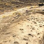 Ancient Footprints in Kenya Reveal Insights on Paranthropus boisei Ancient Footprints in Kenya Reveal Insights on Paranthropus boisei
