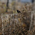 El Niño’s Grim Harvest: Latin America Braces for Climate’s Economic Hammer Blow