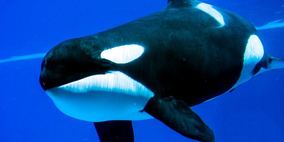Orcas Observed Deliberately Ramming Giant Fish Carcasses Orcas Observed Deliberately Ramming Giant Fish Carcasses
