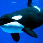 Orcas Observed Deliberately Ramming Giant Fish Carcasses Orcas Observed Deliberately Ramming Giant Fish Carcasses