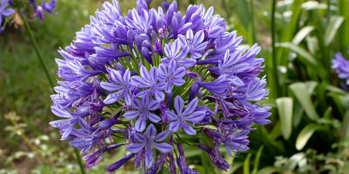 Top 5 Drought-Resistant Plants for UK Gardens