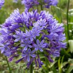 Top 5 Drought-Resistant Plants for UK Gardens Top 5 Drought-Resistant Plants for UK Gardens