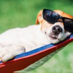 Pets Vulnerable to Sunburn: Recognizing Signs and Ensuring Protection Pets Vulnerable to Sunburn: Recognizing Signs and Ensuring Protection