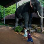 Culture Clash: Robotic Elephants Transform Indian Faith