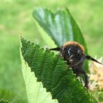 Impact of Heatwaves: 10 Transformations in the British Countryside