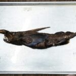 Ghost Shark: Deep-Sea Secrets & Geopolitical Stakes Ghost Shark: Deep-Sea Secrets & Geopolitical Stakes