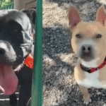 The Silent Toll: When America’s Unseen Vulnerabilities Find Refuge in a Kennel