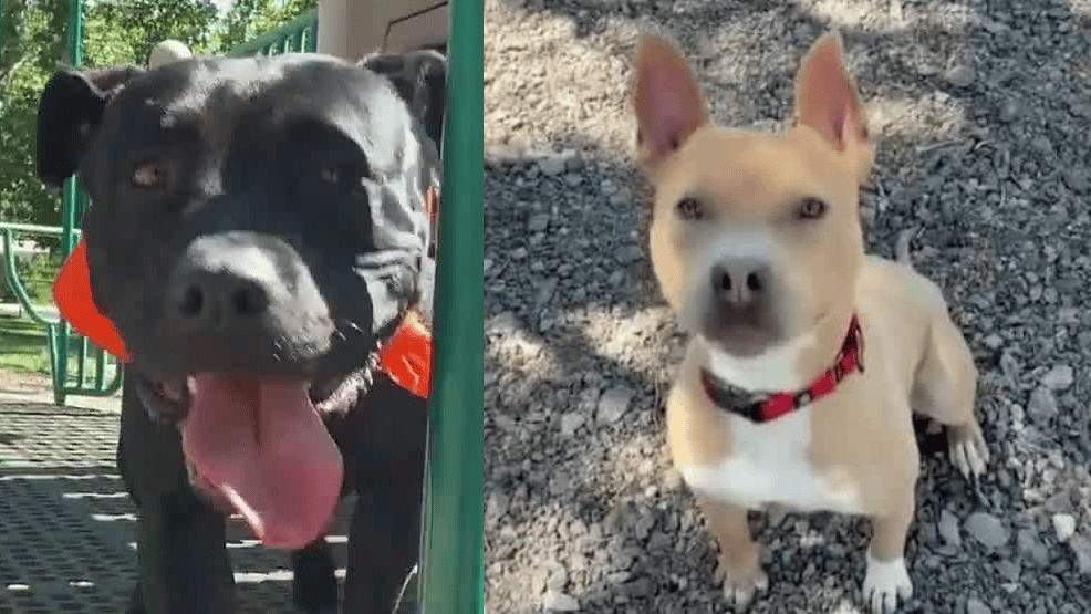 The Silent Toll: When America’s Unseen Vulnerabilities Find Refuge in a Kennel The Silent Toll: When America’s Unseen Vulnerabilities Find Refuge in a Kennel
