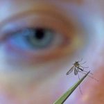 West Nile Virus: Early Spike, Urgent Health Warning West Nile Virus: Early Spike, Urgent Health Warning